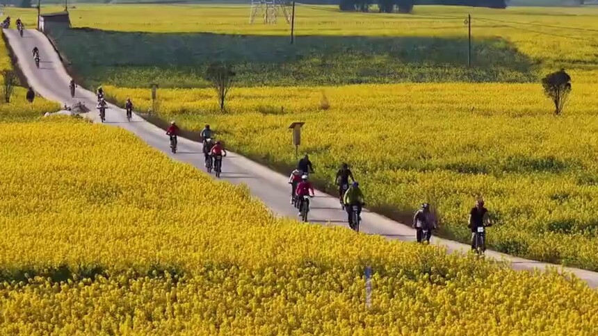 骑进金色花海！第十一届曲靖·罗平花海自行车赛完赛