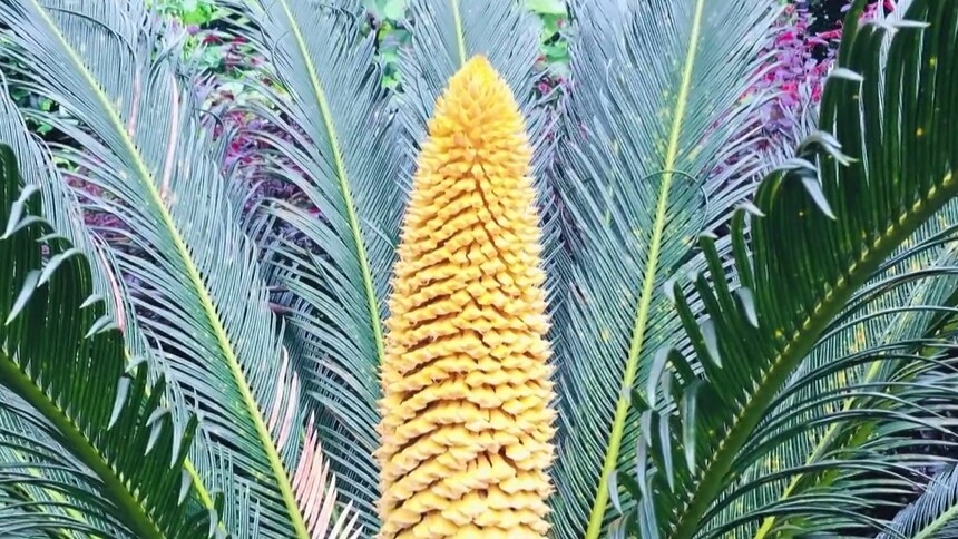 铁树用什么方法吸引传粉昆虫呢？