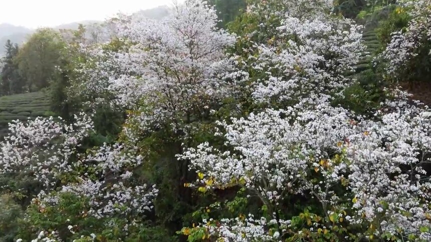 云南芒市：白露花开 满口鲜香