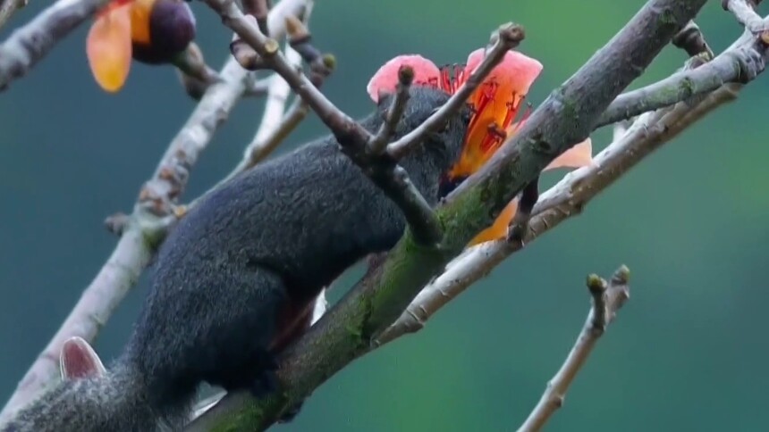 松鼠真的会采蜜吗？