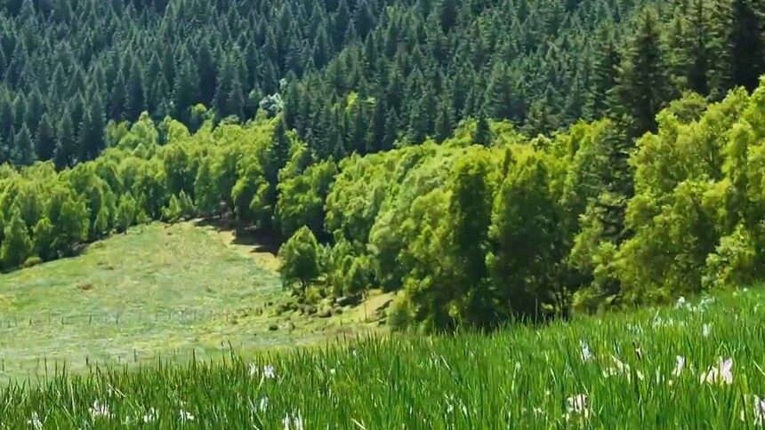 我国持续加强林草良种壮苗培育