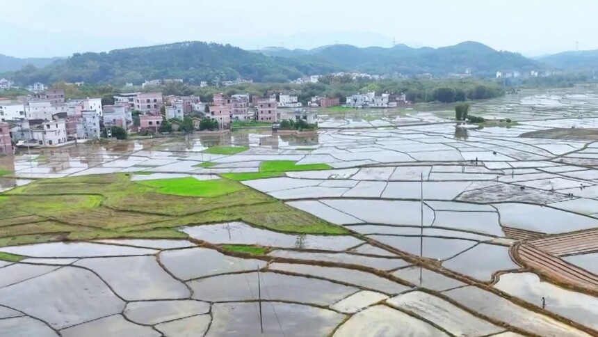 千城百县看中国｜广西龙圩：人勤春早农耕忙