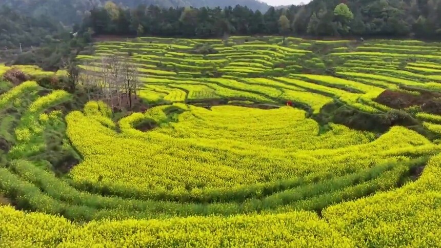 安徽黄山：梯田花海迎客来