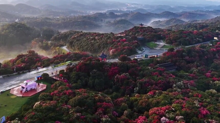贵州百里杜鹃进入盛花期