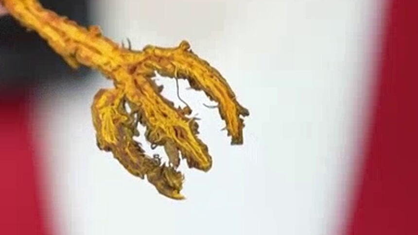 黄连的主要功效是什么？