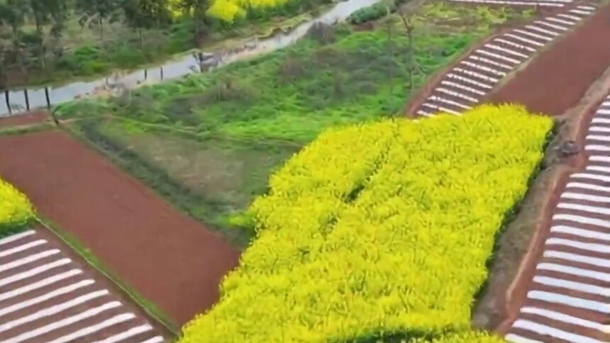 开局首季 产业之“花”万紫千红