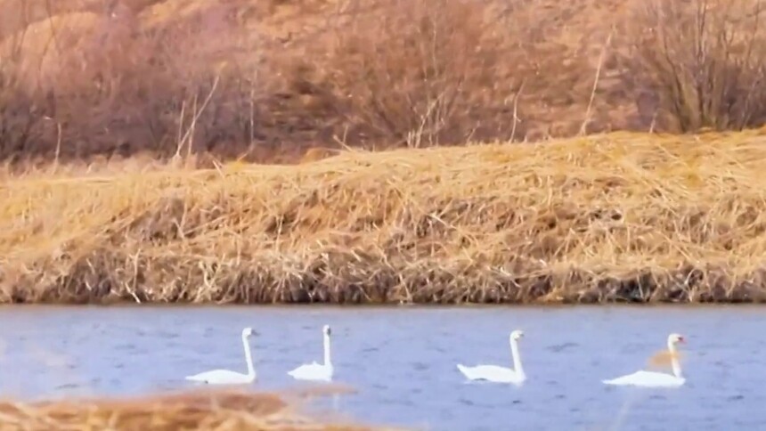 千城胜景｜吉林双阳：疣鼻天鹅戏水饮马河