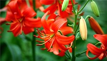 蔬菜篇 百合芦荟茭白芋头