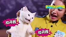 如何避免被猫抓出“猫抓病”？