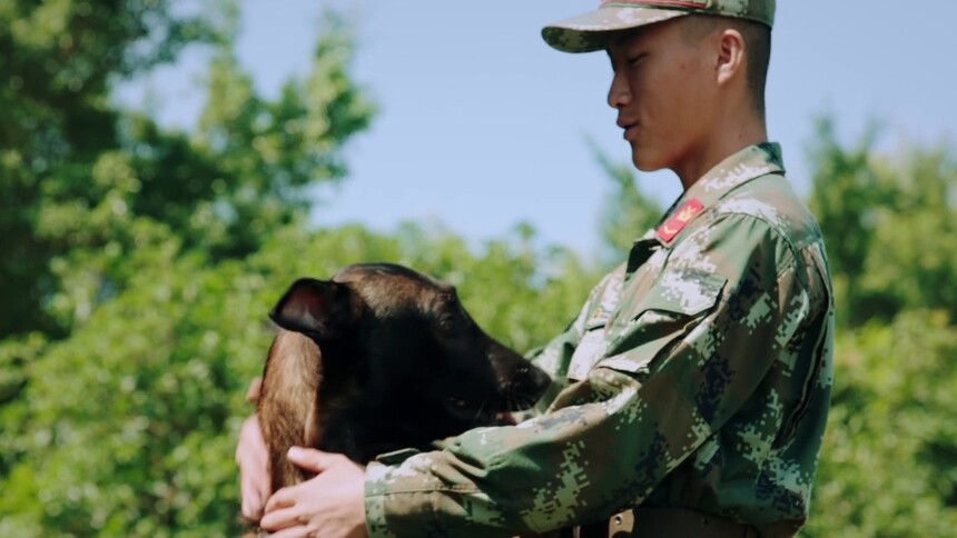 奇兵神犬-综艺-高清视频在线观看-芒果tv