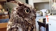 猫头鹰270度自体旋转