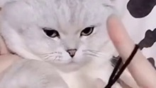 找一个人陪你玩，猫也可以！