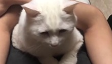 一个屋檐下的两只猫待遇不同