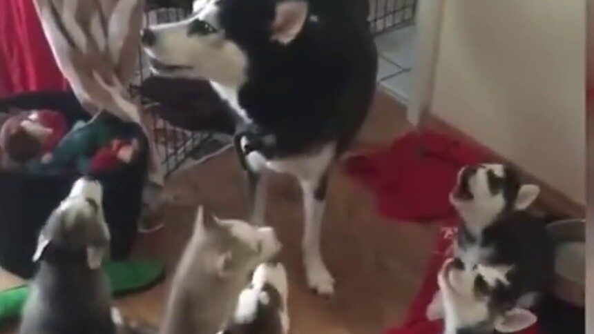 胡椒视频 哈士奇妈妈教小奶狗们嚎叫 满屋子都是萌萌的叫声 最新高清视频在线观看 芒果tv