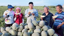 蜜瓜带来的甜蜜生活