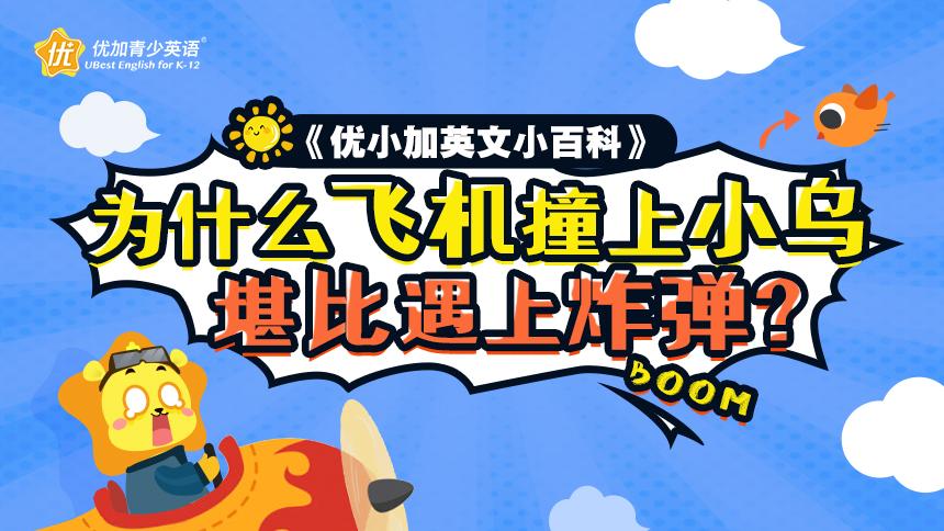 为什么飞机撞上小鸟，堪比遇上炸弹！