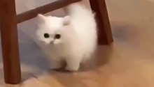 胖乎乎的脑袋，可可爱的心