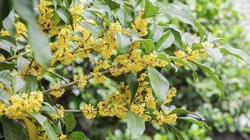 第3集 桂花雨