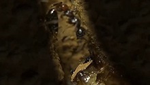 虎甲虫，沙地霸王