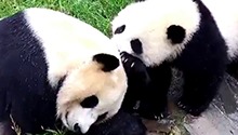 萌团子们的温馨rua架日常