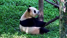 福宝的前排互动时刻