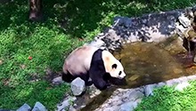 福猪猪外场巡游超认真