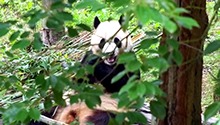 福宝炫笋咀嚼原声大放送