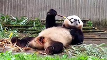 骄阳躺着吃笋笋好惬意