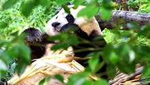 快来围观福宝沉浸式干饭
