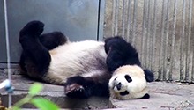 优悠骄阳乖巧午睡时光