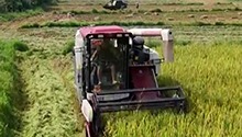 “双抢”进行时 农机再提速