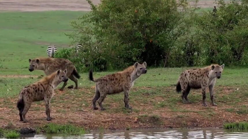 鬣狗为什么被称为“肛肠科主任”？