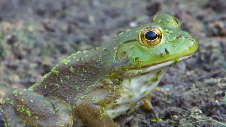 牛蛙为什么不能随便放生？