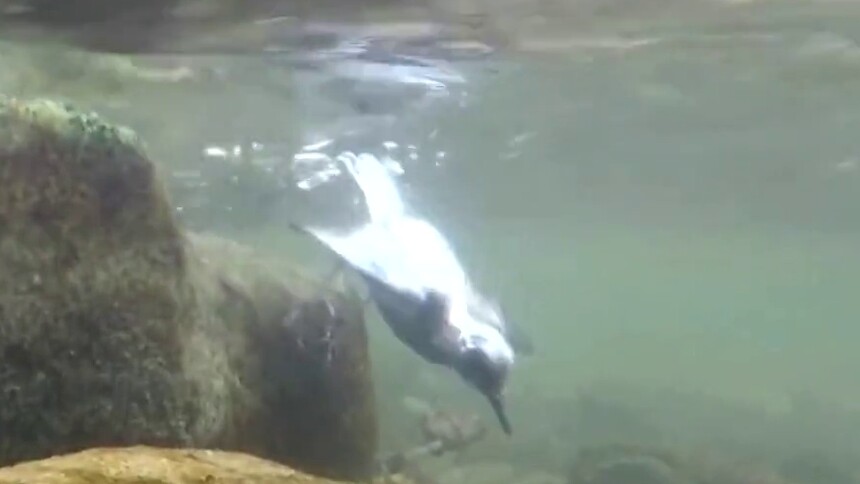 河乌为何还会潜水？