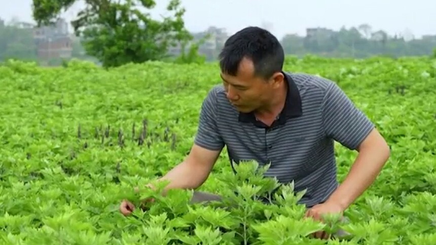 黄沙镇曹家坌村：一缕艾香富农家