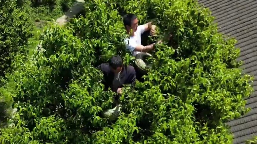 重庆南川：古树茶迎来春采旺季