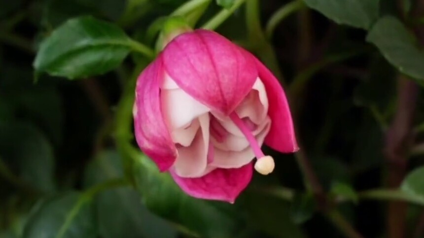 延时摄影：倒挂金钟 花开似仙裙轻舞
