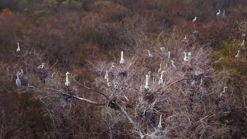 千城胜景｜苍鹭安家多布库尔河畔