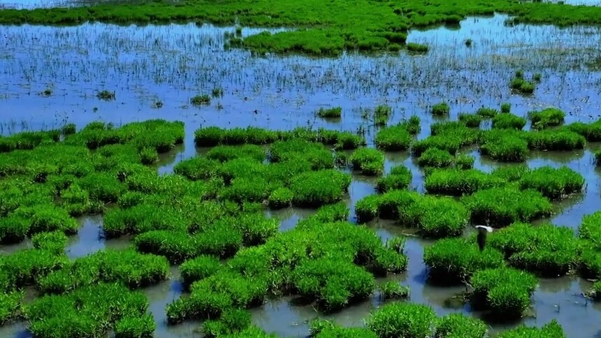 千城胜景｜新疆裕民：库鲁斯台草原湿地生机盎然