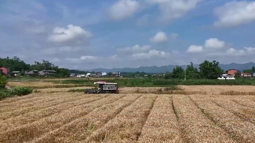 稻麦轮作提质效 四川机械化收割助丰收