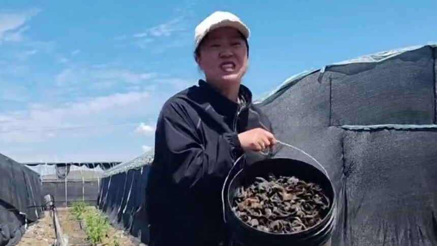 千城百县看中国｜内蒙古：小木耳串起富民链