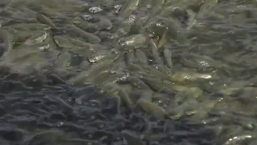 118万尾花虾“安家”塔克拉玛干沙漠