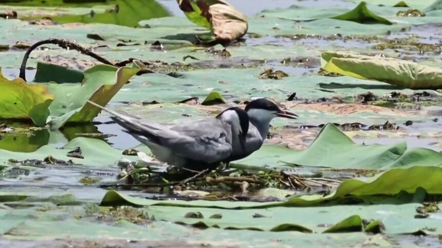 岳阳君山：青荷映碧水 夏鸟育新雏