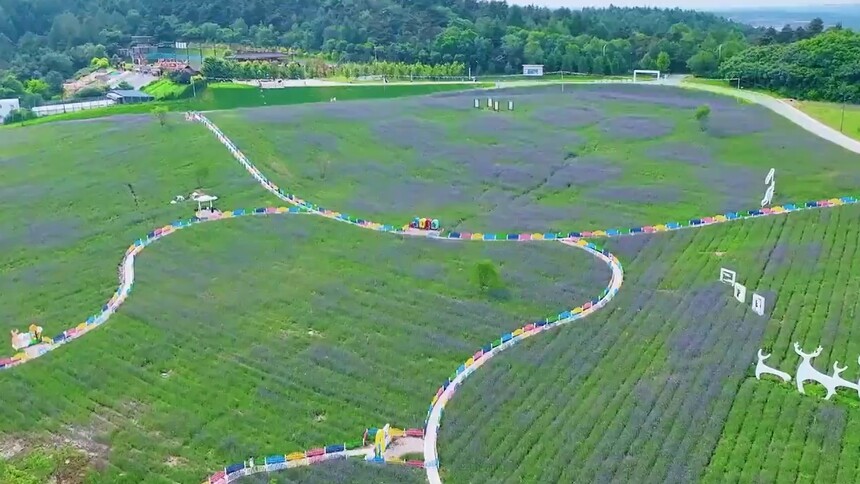 千城胜景｜吉林东丰：浪漫鹿乡 花海绘夏景