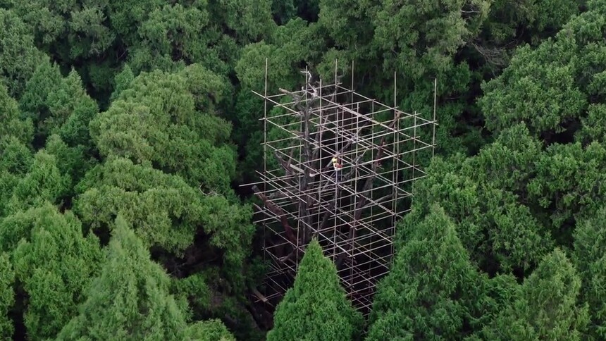 古柏如何躲避雷击
