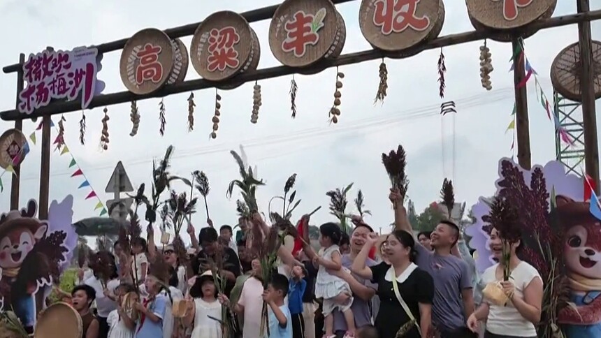 撒欢杨梅洲·首届高粱丰收季 打造游客周末微度假新去处