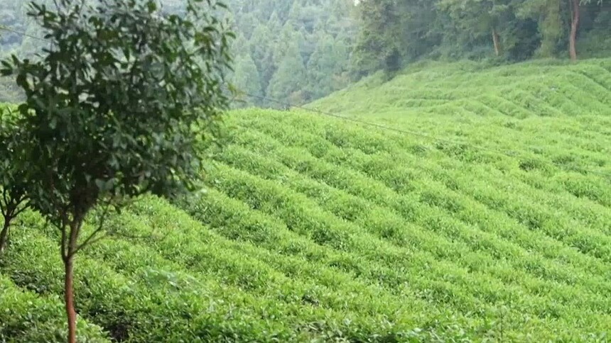 绿野寻踪 石门白云山国有林场（上）一片茶叶富百家