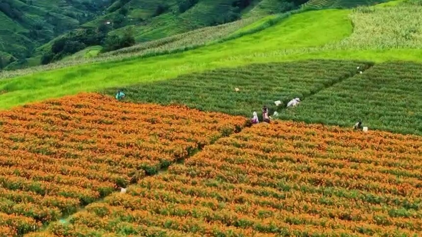 初秋万寿菊织就云南澜沧大地鎏金指纹