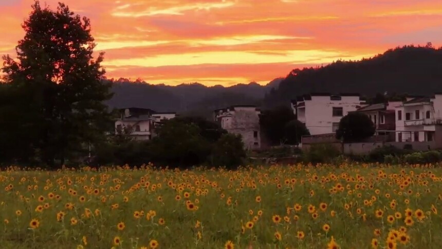 黄山：晚霞尽染向阳花