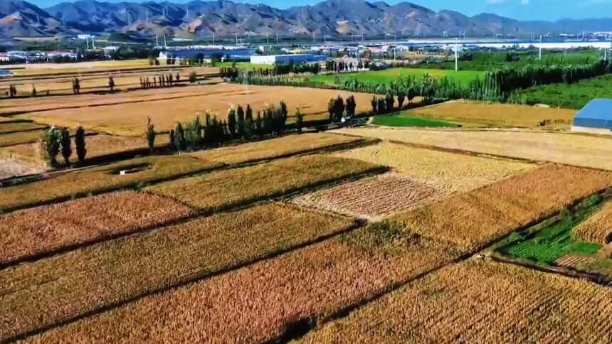 千城百县看中国｜内蒙古：丰收盛会绘就乡村盛景
